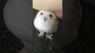 Snowy owls are just feathered marshmallows