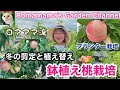 【プランターで果樹栽培】桃の剪定と植え替え作業 #桃栽培 #家庭菜園