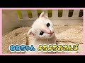 🔴【にこりら】ひさびさの！お昼のげりら♪ねねちゃんミルクタイム🍼