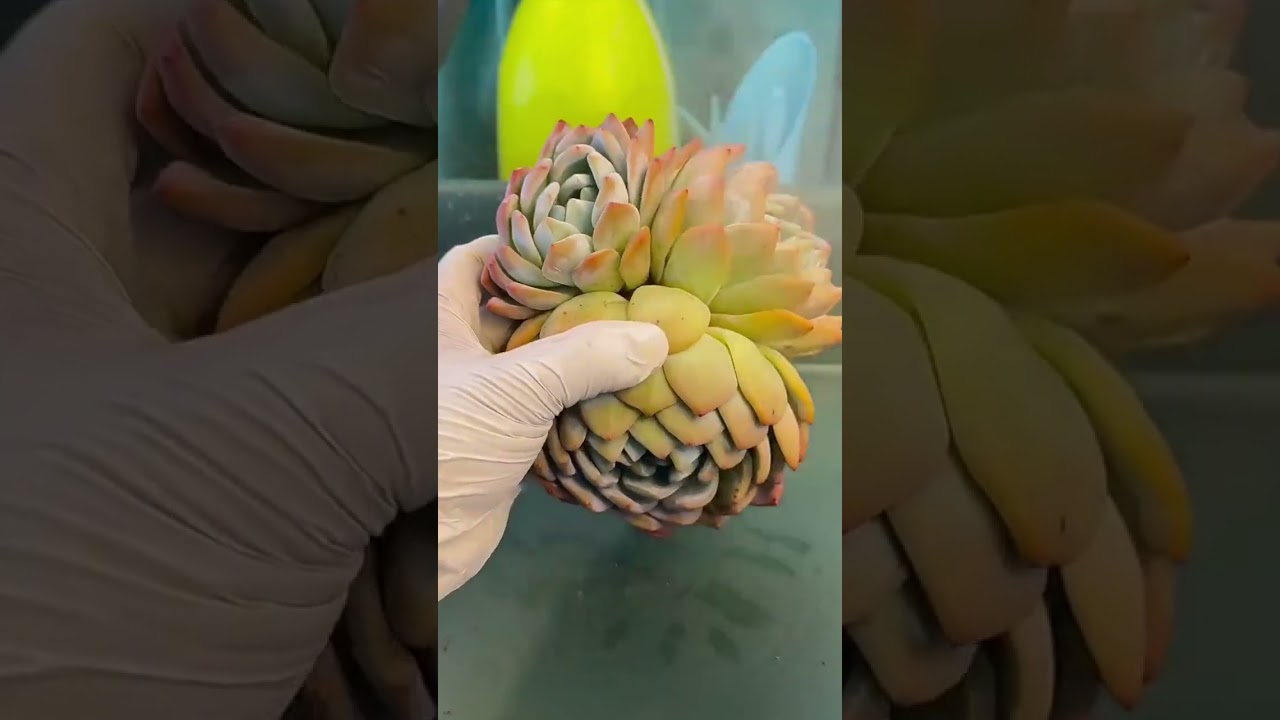 Indoor Succulent Care Guide 2026 | Proven Methods for Stronger Growth