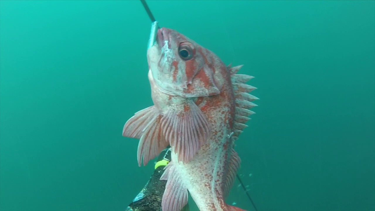 20142016 Lingcod, Cabezon, Halibut, Striped Bass, Sheephead