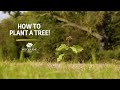 How to plant a tree