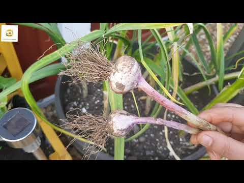 Harvesting garlic & garlic scapes of Hardneck garlic~Difference between fall & spring planted garlic