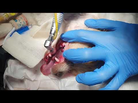 Video: Vahşi Sibirya Huskies Ne Yiyor?