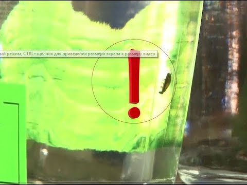 გრიბოედოვის ქუჩიდან შემოპარული ტარაკანი