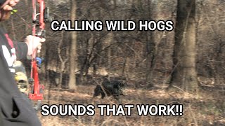 Adrenaline Rush! CALLING Wild Hogs in the Daytime! Hog sounds that actually WORK!!! We got charged!! screenshot 3