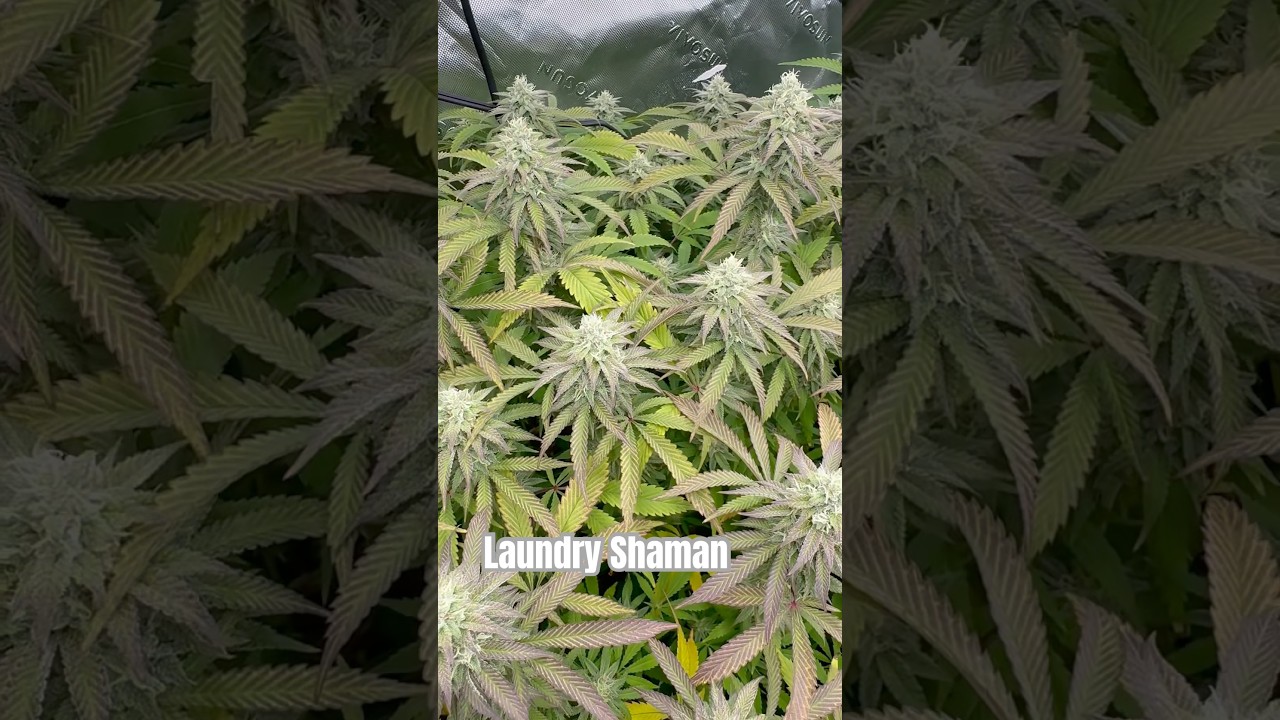 4x4 Grow tent is Full