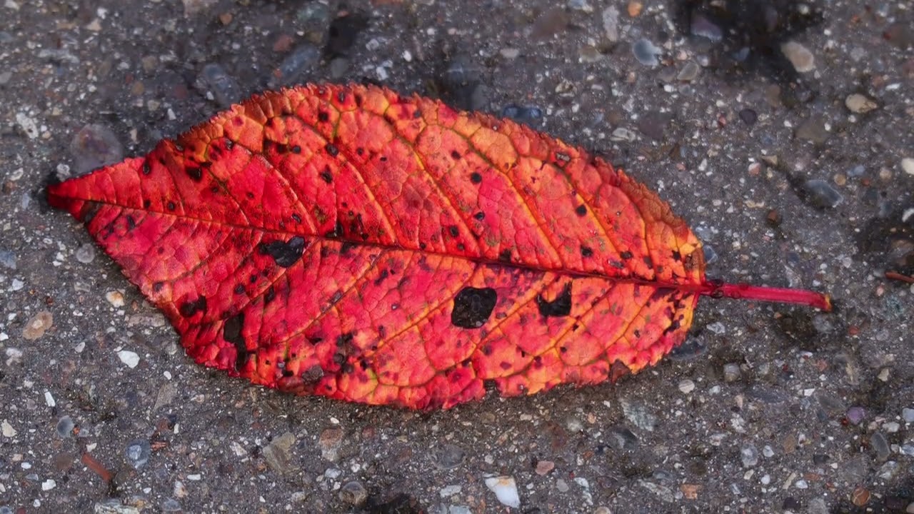 Goldener Herbst - Golden autumn