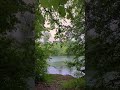 Whispers of Nature | Relaxing Forest & River Shorts | Moments You Need to See #nature #relaxing