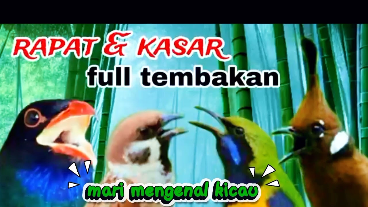 Masteran Tengkek Buto, Cucak Cungkok, Cililin Gereja Tarung - Suara Jernih Mudah Masuk!