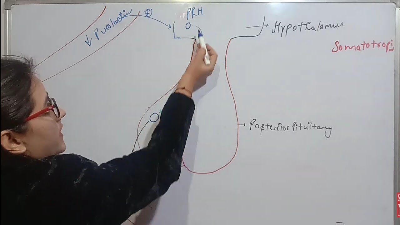 PITUITARY HORMONES AND THEIR FUNCTIONS