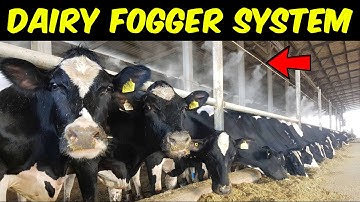 Fogger System for Dairy Farm | Dairy Fogger System | Mist System for Dairy Farm