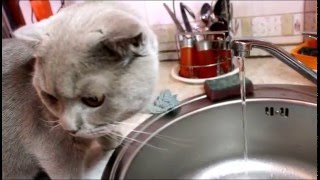 Серый котенок от РУССКАЯ ПРИРОДА Серый котенок от РУССКАЯ ПРИРОДА