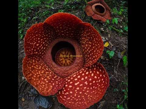 Video: Bunga paling busuk di dunia