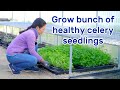 Ep 9 start celery seeds and grow big  strong seedlings