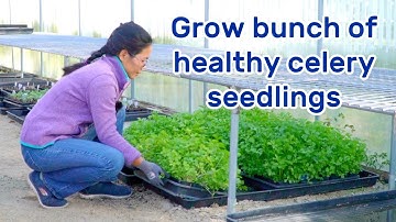 EP 9 Start Celery seeds and grow big & strong seedlings