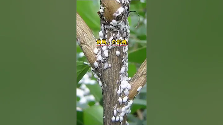 土壤杀虫剂植物通用药 - 天天要闻