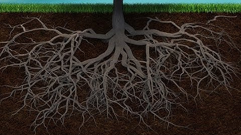 Bash Scripting: cd (change directory) variations -- root, home, absolute, relative, etc.