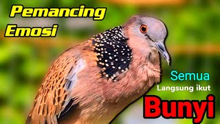 Download Lagu TEKUKUR GACOR suara merdu - LANGSUNG KONEK (BIKIN NYAUT) PANCINGAN BURUNG TEKUKUR MP3