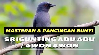 MASTERAN & PANCINGAN SRIGUNTING ABU ABU / AWON AWON