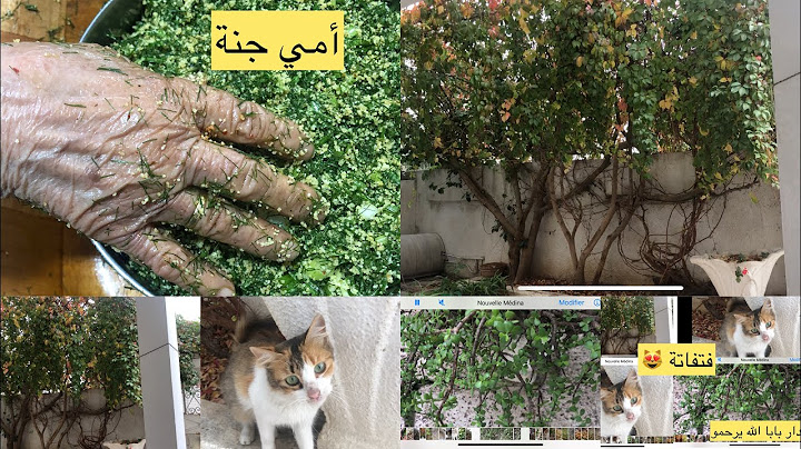 لمتنا في كوجنتنا نهار أحد في دارنا فرفوشة نودكم ولا نشهيكم من يديات امي وأختي أمال ربي يفضلهم