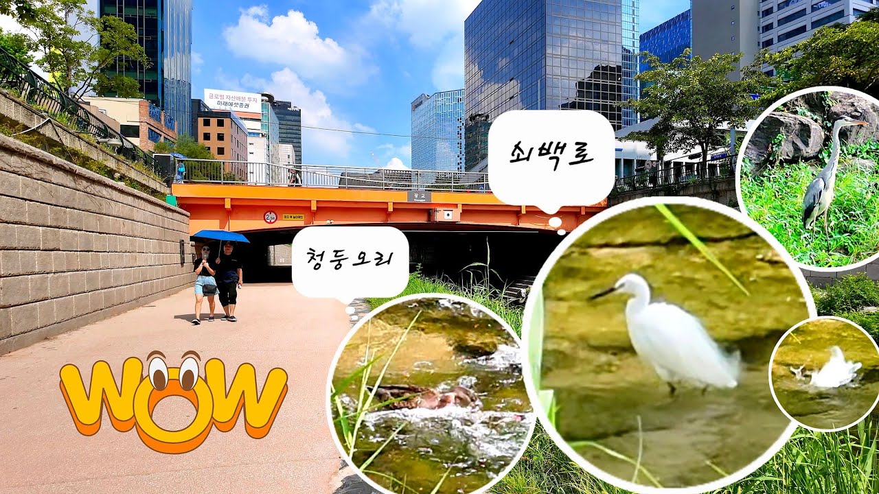 Удивительный способ цапли из Чхонгечхона спастись от жары