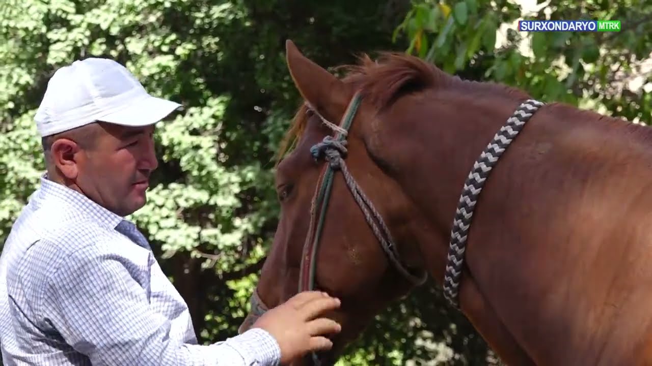 AFSONAVIY CHORI GOV CHAVANDOZ HAQIDA KO'RSATUV