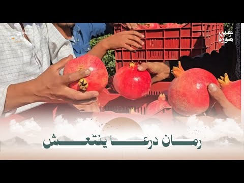 انتعاش في موسم الرمان بمحافظة درعا والمزارعون يأملون بفتح باب التصدير