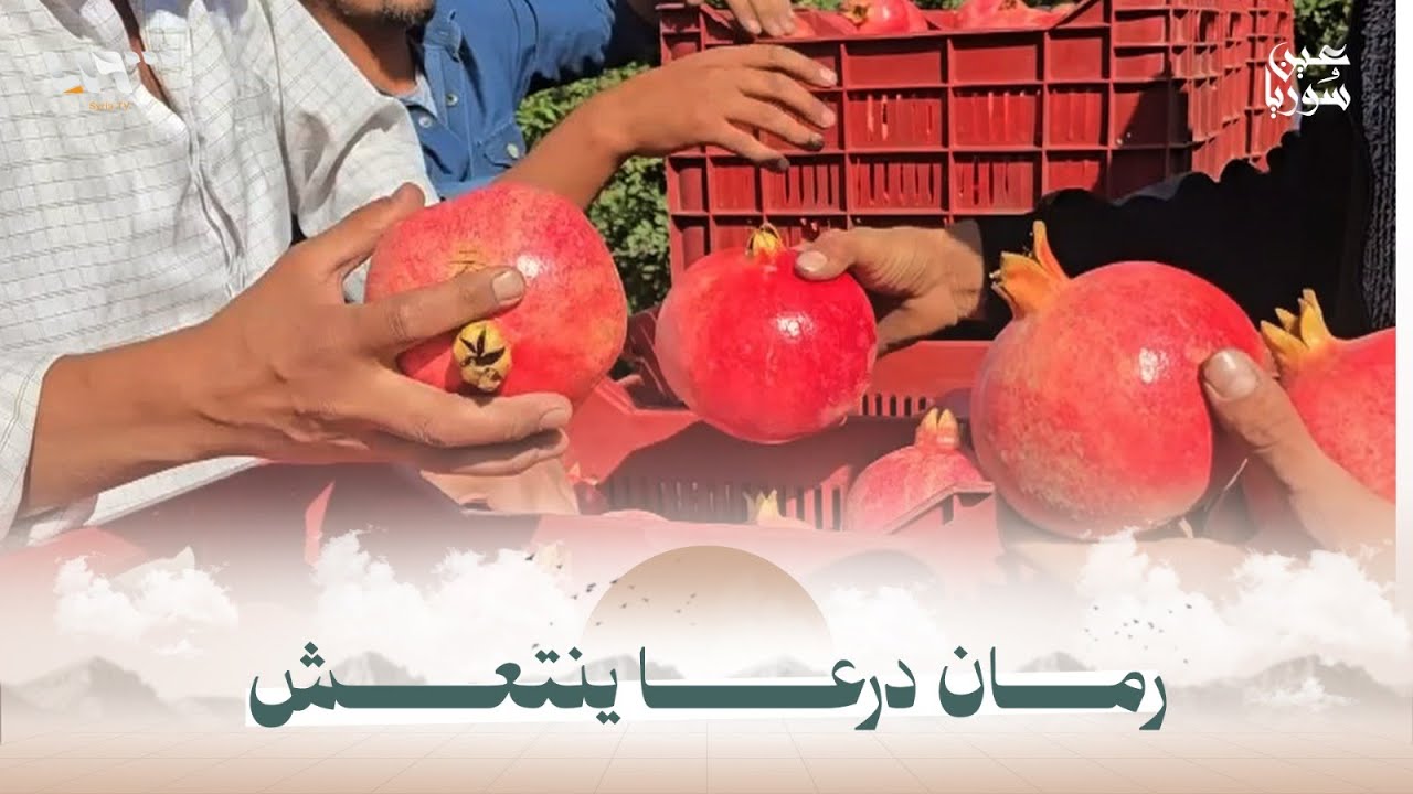 انتعاش في موسم الرمان بمحافظة درعا والمزارعون يأملون بفتح باب التصدير