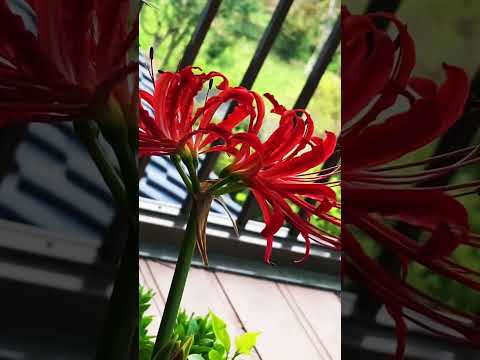 This year's Lycoris. Serizawa's garden, veranda group. #flowers #garden #japan #gardening #plants