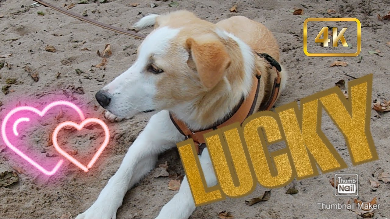 LUCKY DOG , Unsere neue Familienmitglied - YouTube