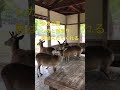 Nara Japan 奈良公園で鹿と雨宿り。入れてくれた❗️ #shorts #deer #奈良公園 #奈良の鹿 #japan