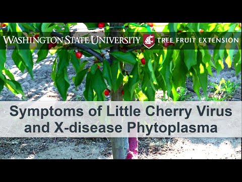 Videó: X betegség a cseresznyefákban: tippek a cseresznyefa X betegségének kezelésére