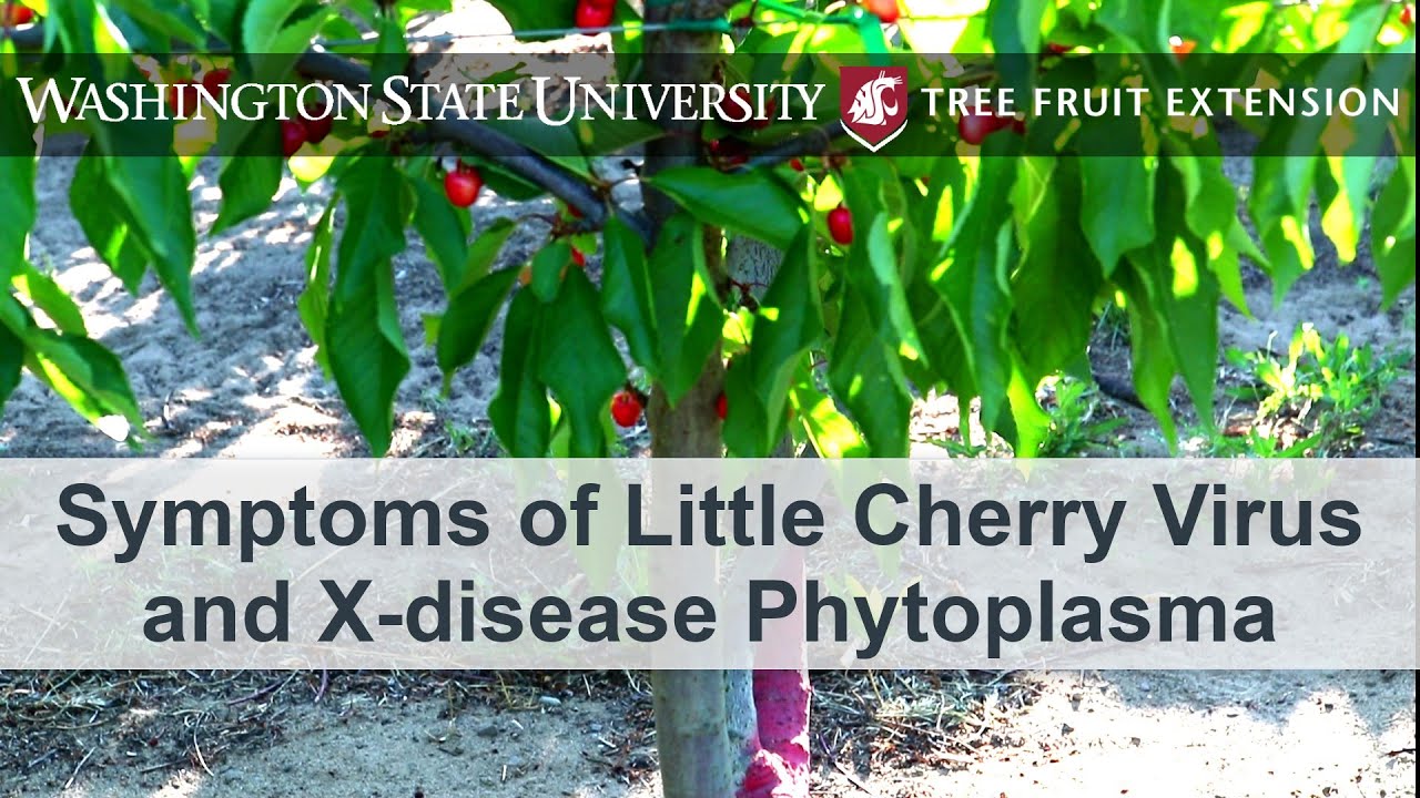 Symptoms of Little Cherry Virus and Xdisease Phytoplasma YouTube