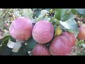 Фуджі ( Fuji Kікu 8 )збираєм врожай на Поділлі. ( Fuji kiku 8 growing on Ukraine)