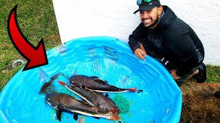 RAISING GIANT EXOTIC CATFISH in POOL POND!