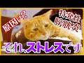 猫がストレスを感じている？飼い主のNGな行動で病気や体調を崩します！サインはある？解消する方法は？