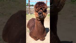 Can I cush with you? #crias #farmlife #alpaca