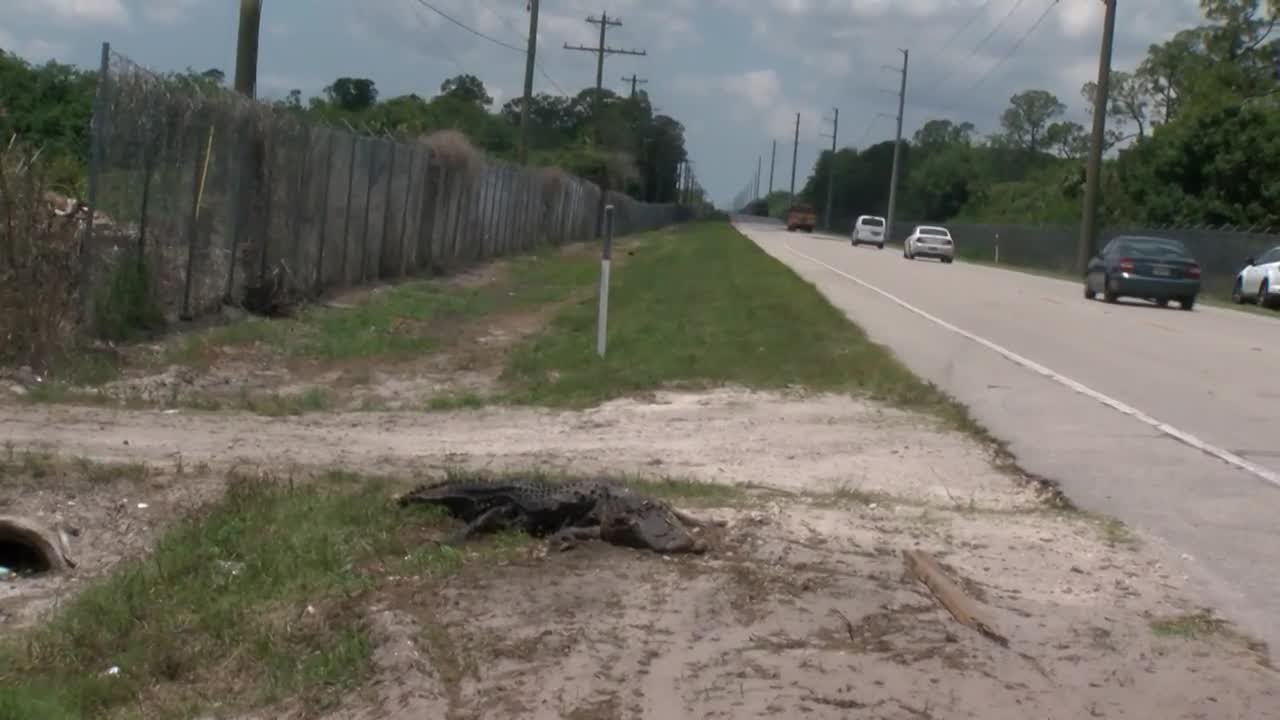 How Gulf Coast drought conditions are impacting wildlife - YouTube