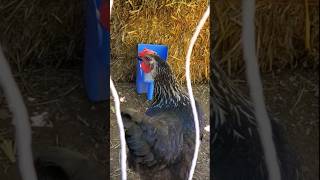 Hot Summer DAY pt 1 #backyardchickens #urbanchickens #petchickens