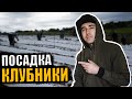 ПРОЦЕСС ПОСАДКИ КЛУБНИКИ НА ФЕРМЕ В ШОТЛАНДИИ.