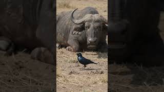 the most satisfying wildlife cleanup ever