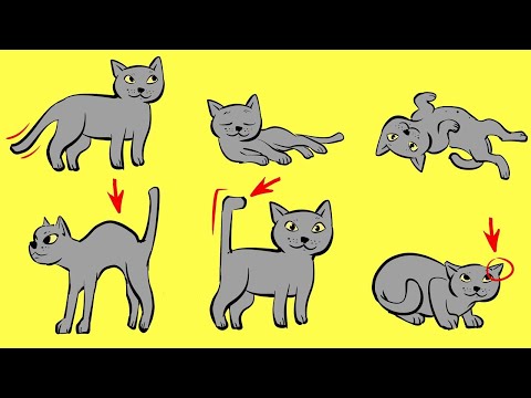Vidéo: Langage corporel félin: Qu'est-ce que votre chat essaie de vous dire?