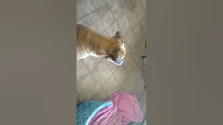 Perro Cantante.