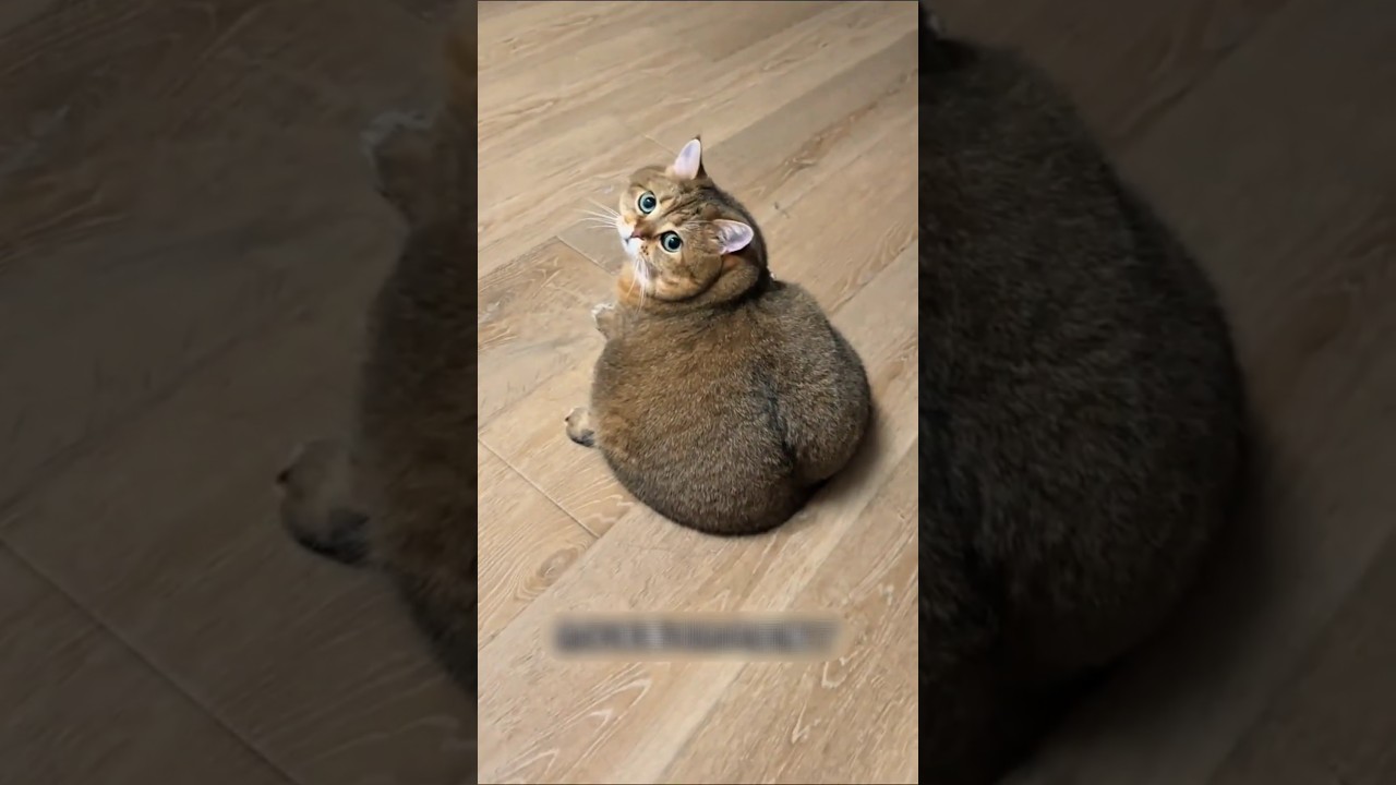 Kucing Gemuk Ini Akhirnya Berhasil Diet 😹