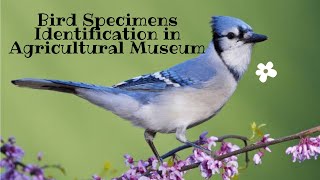 Bird Specimens Identification in Agriculture Museum part 2