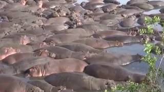 Hippo pool in the Serengeti