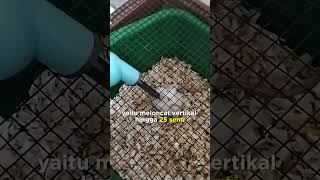 Fakta Tikus Putih Atau Mencit Untuk Percobaan