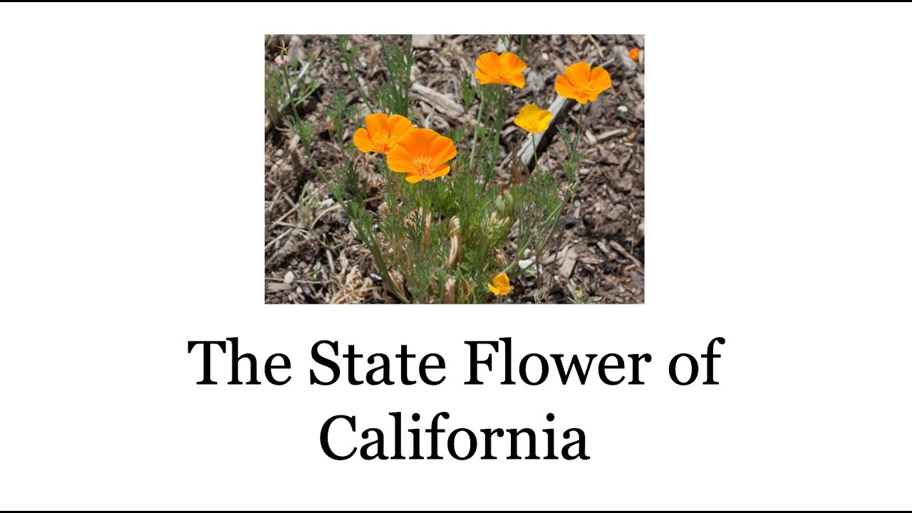 Meet the State Flower of California: The California poppy