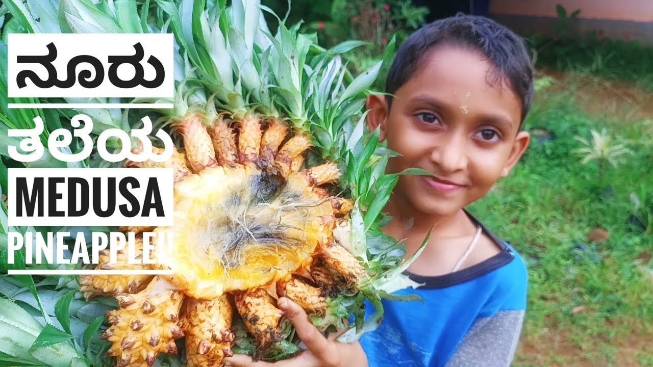 Medusa pineapple #ಮೆಡುಸಾ ಪೈನಾಪಲ್#Garden fruit #New fruits #Rare fruit #For plants 9448067466 w